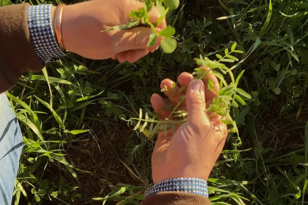 Farmer examining crops