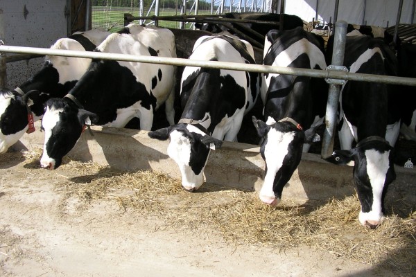 Cows feeding