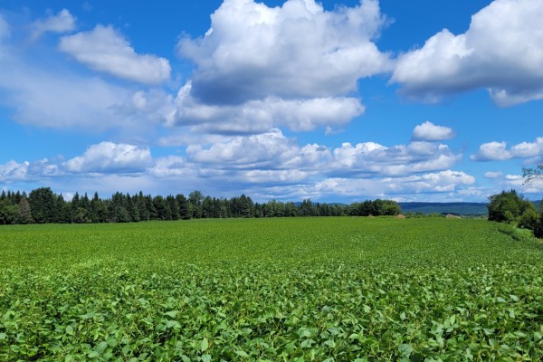 A Canadian dairy farm field