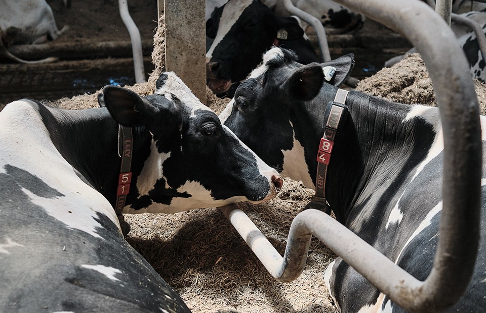 Two dairy cows rest indoors in a clean, well-maintained barn