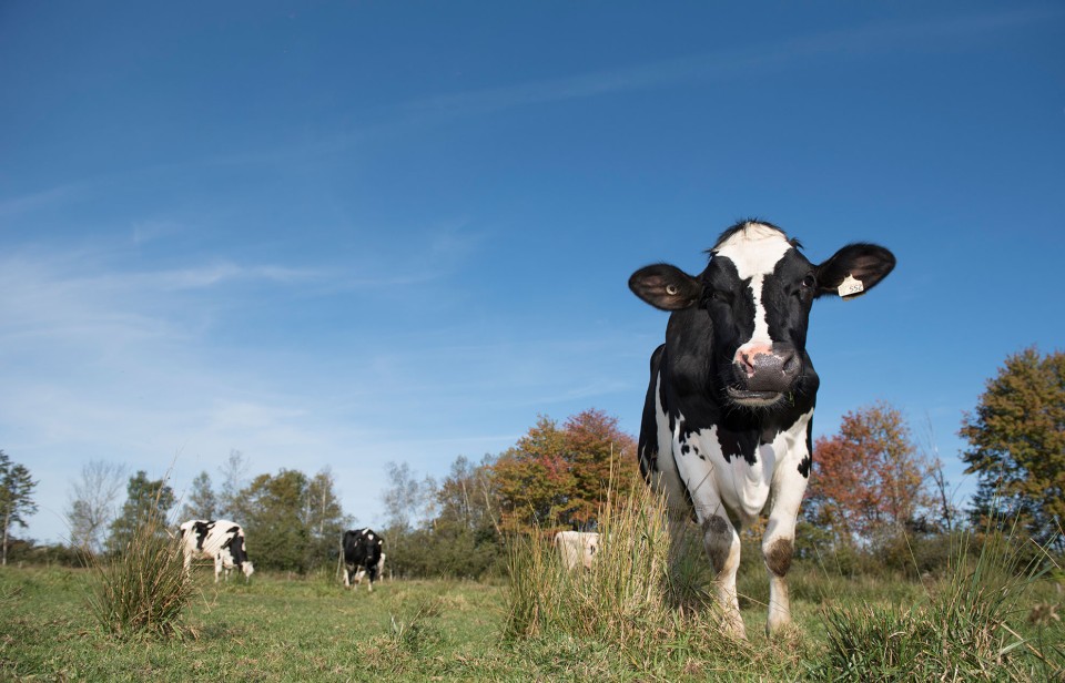 Dairy cows in a pasture in Canada