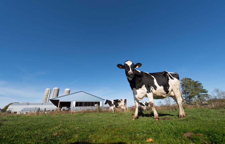 Dairy cows walking around a pasture in front of a Canadian barn