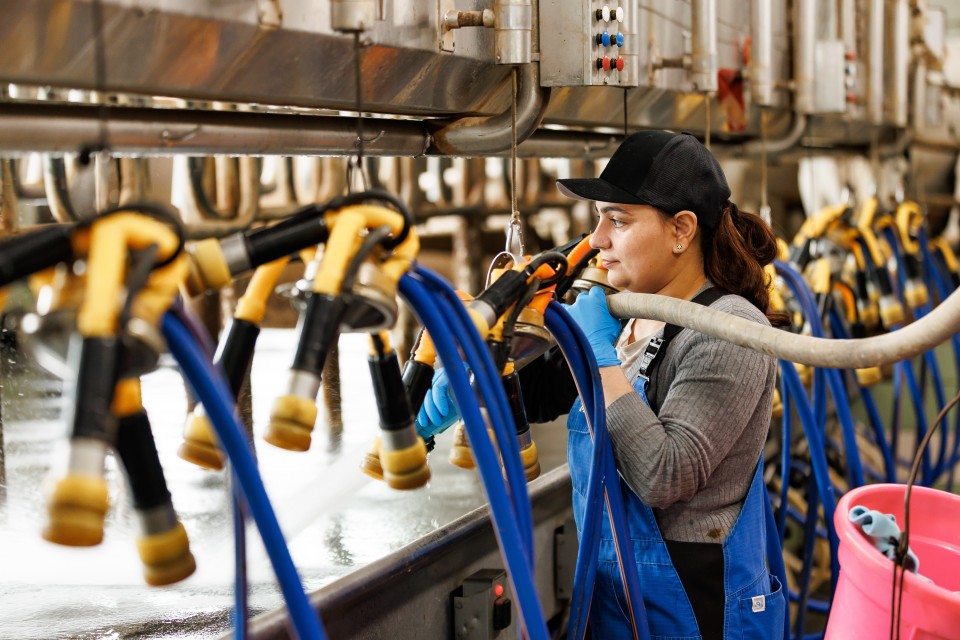 A female worker cleans the milking equipment