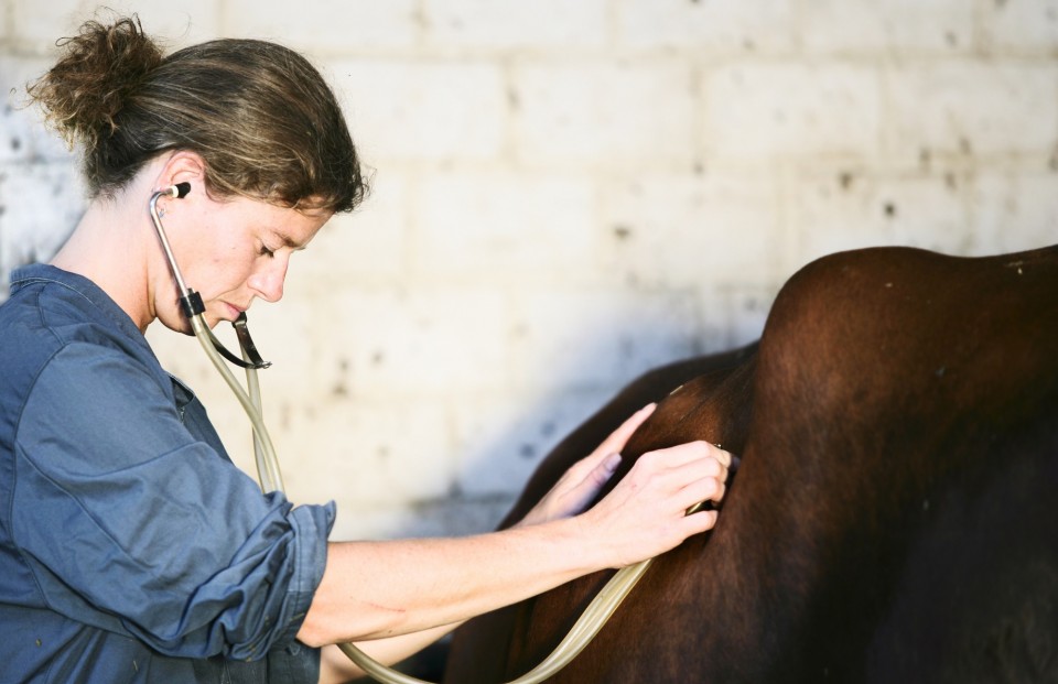 A veterinarian takes care of a dairy cow