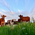 Brown cows in a field