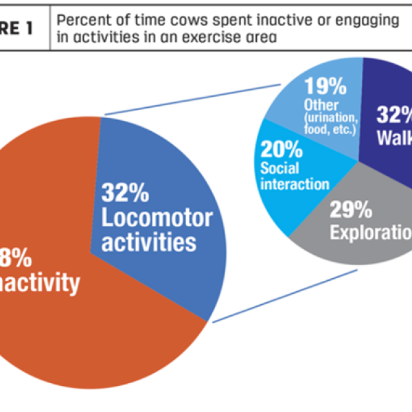 Research Review: Can access to an exercise area improve your cows’ welfare?