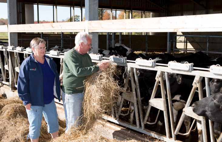 A veterinarian tends to a dairy cow